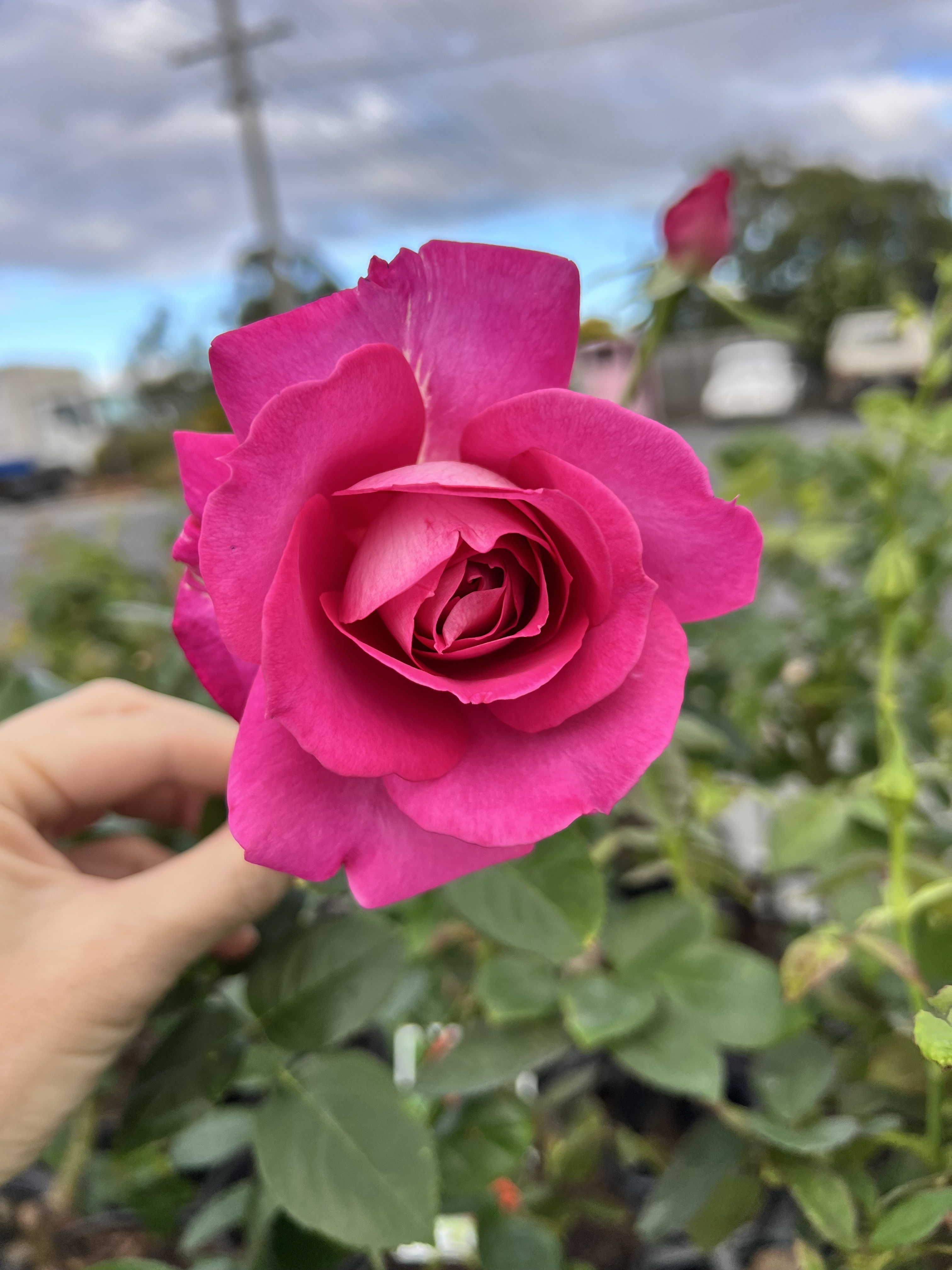 Roses are in!