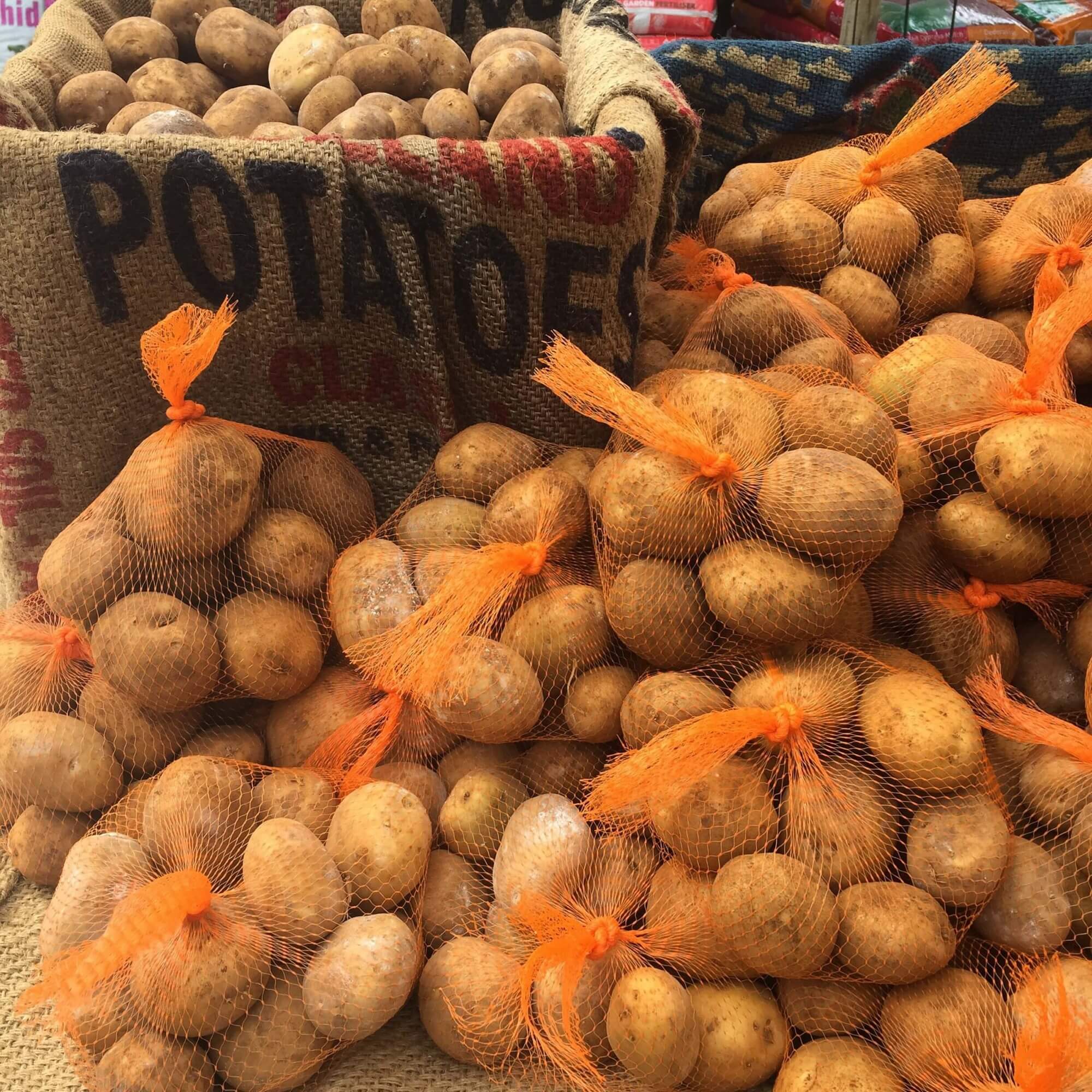 Seed Potatoes