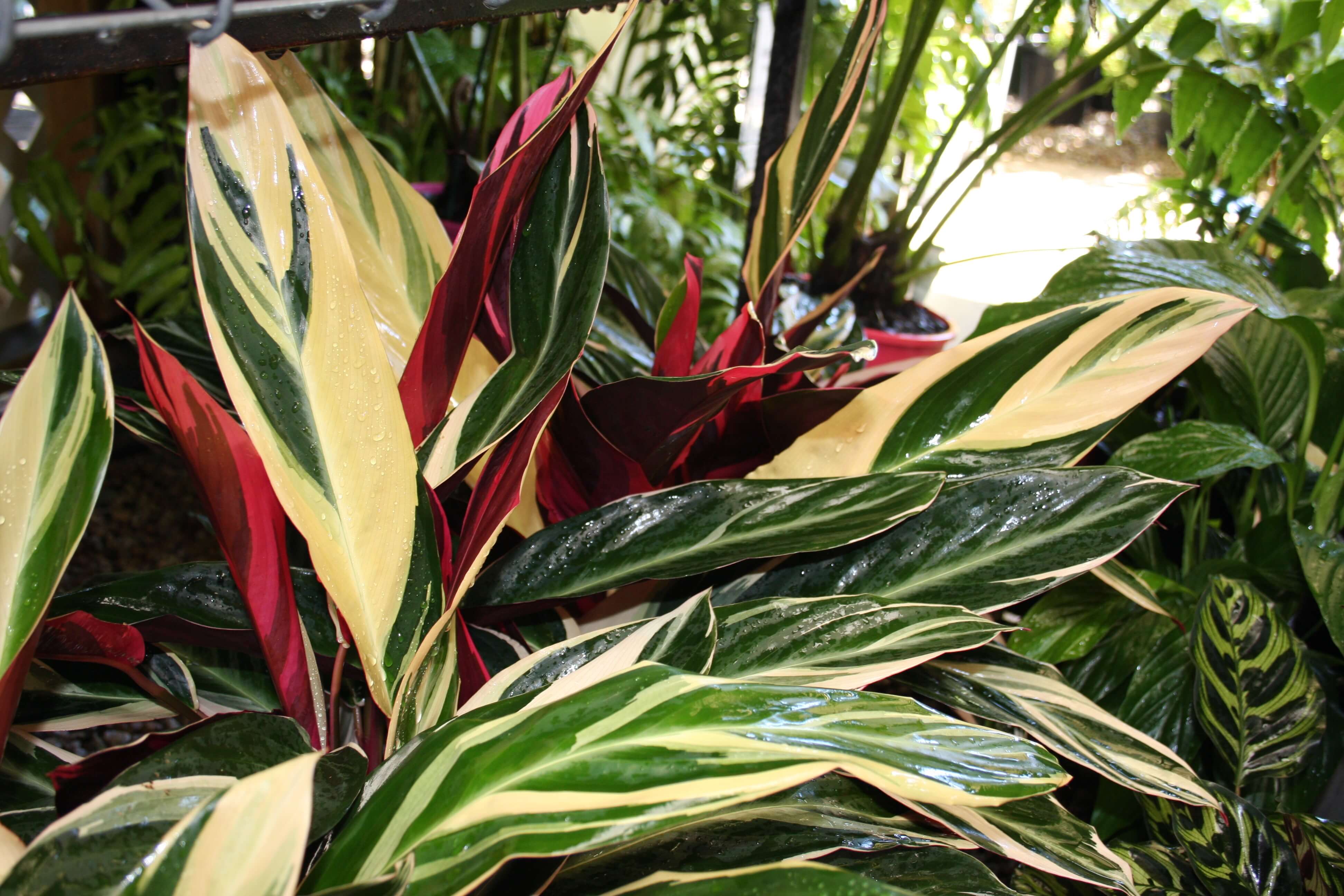 For the Fancy Foliage Mum
