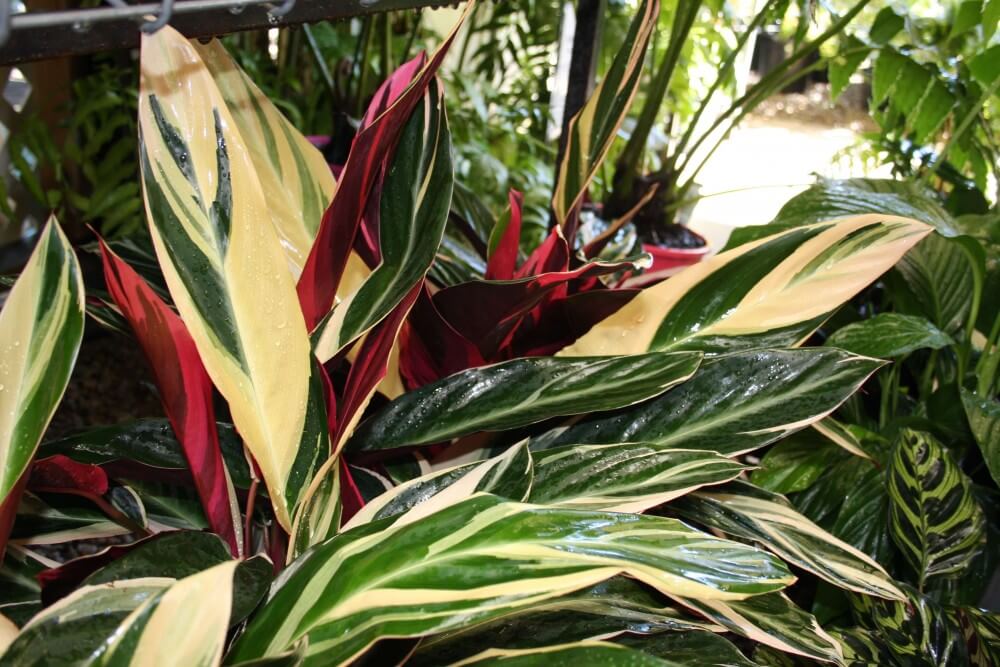 For the Fancy Foliage Mum