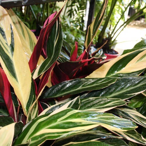 For the Fancy Foliage Mum