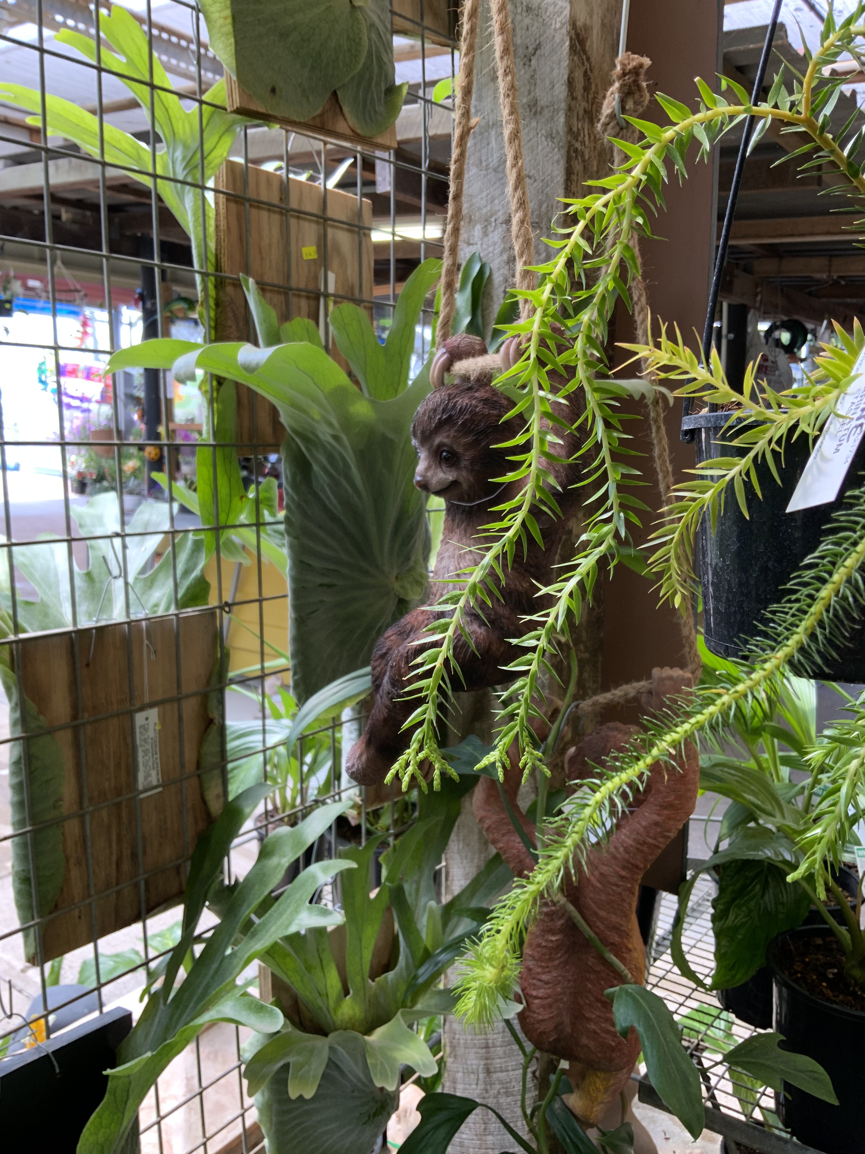 Tassel Ferns