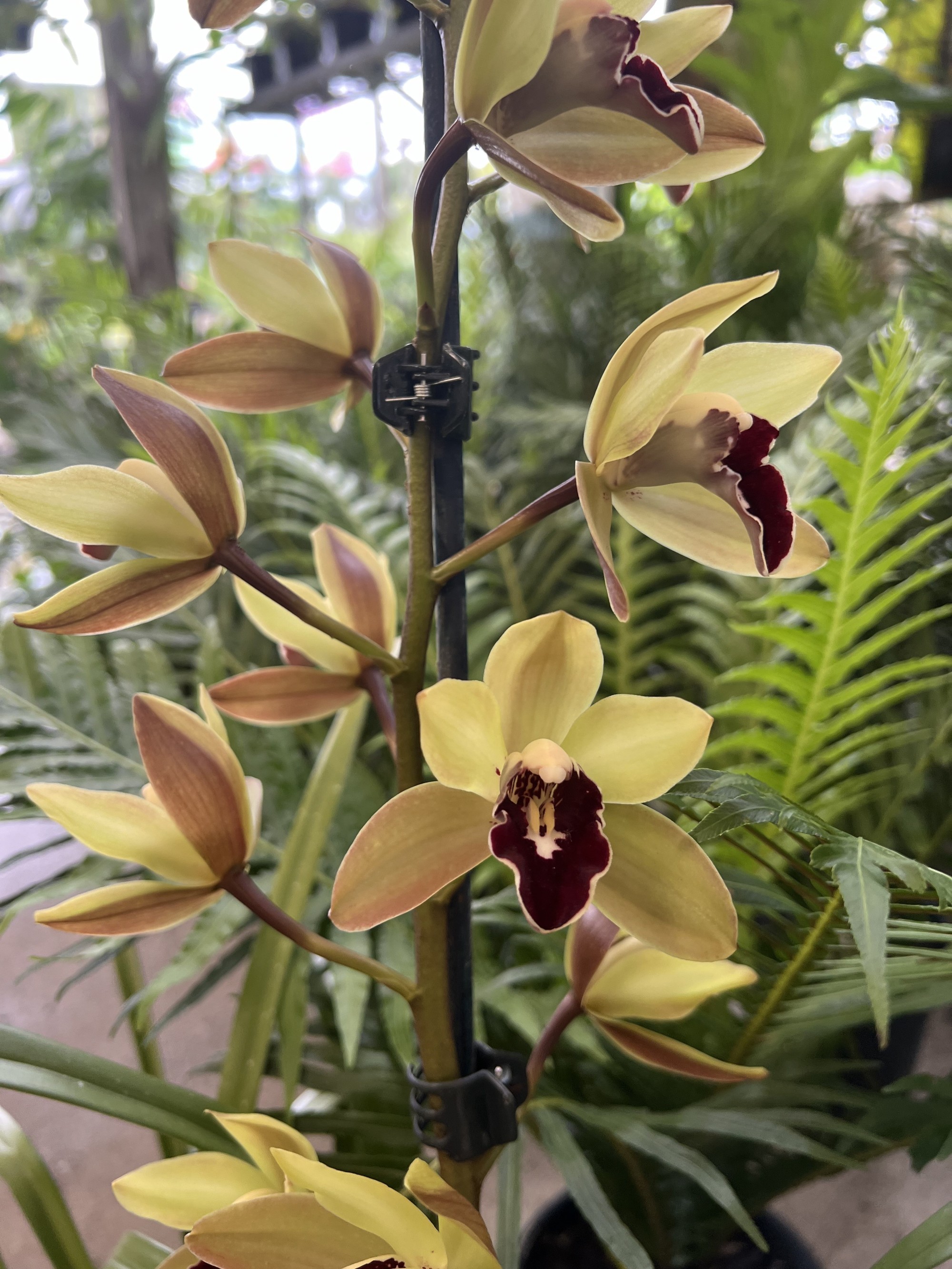 Orchid Power!