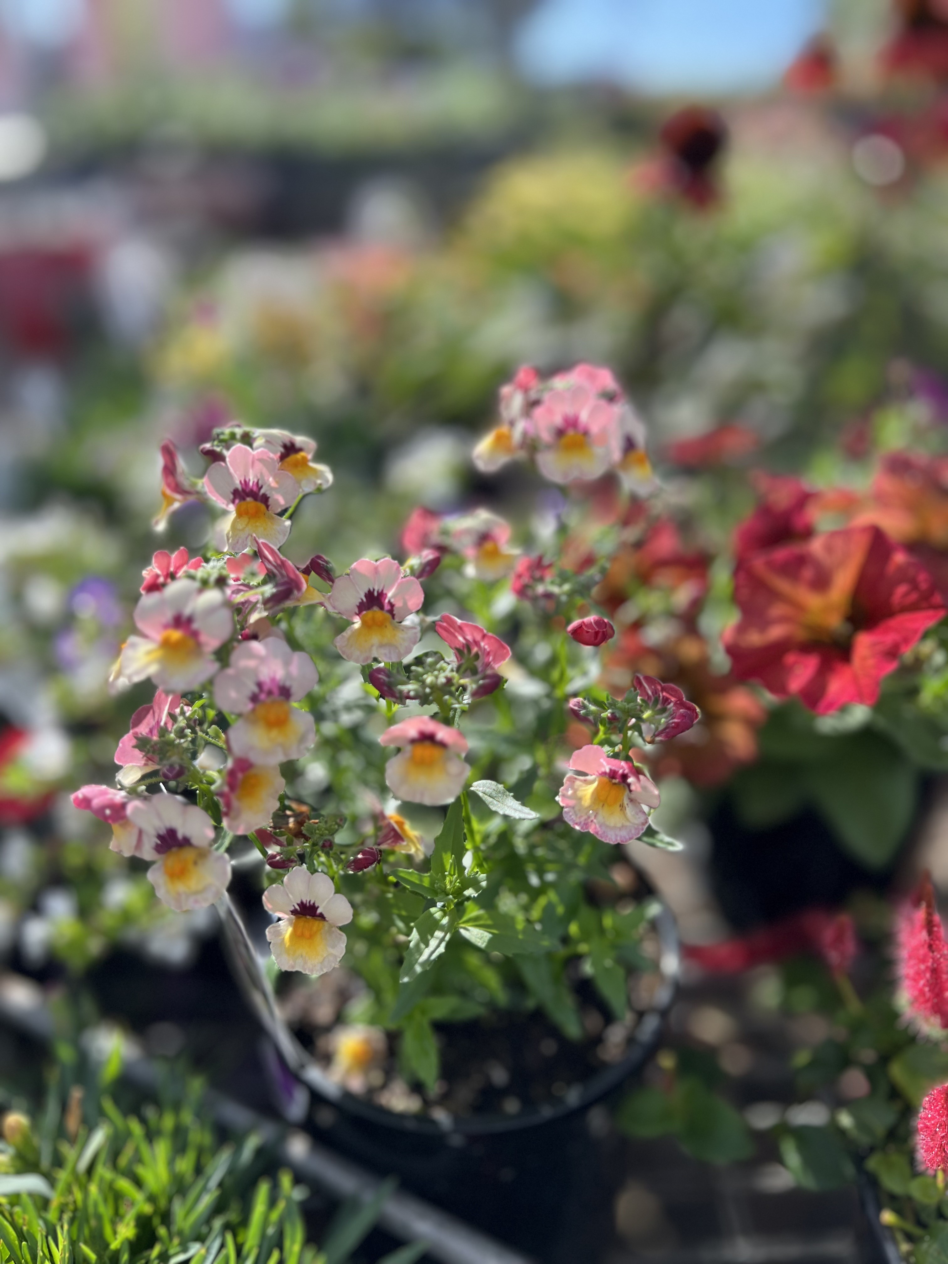 Blooms.