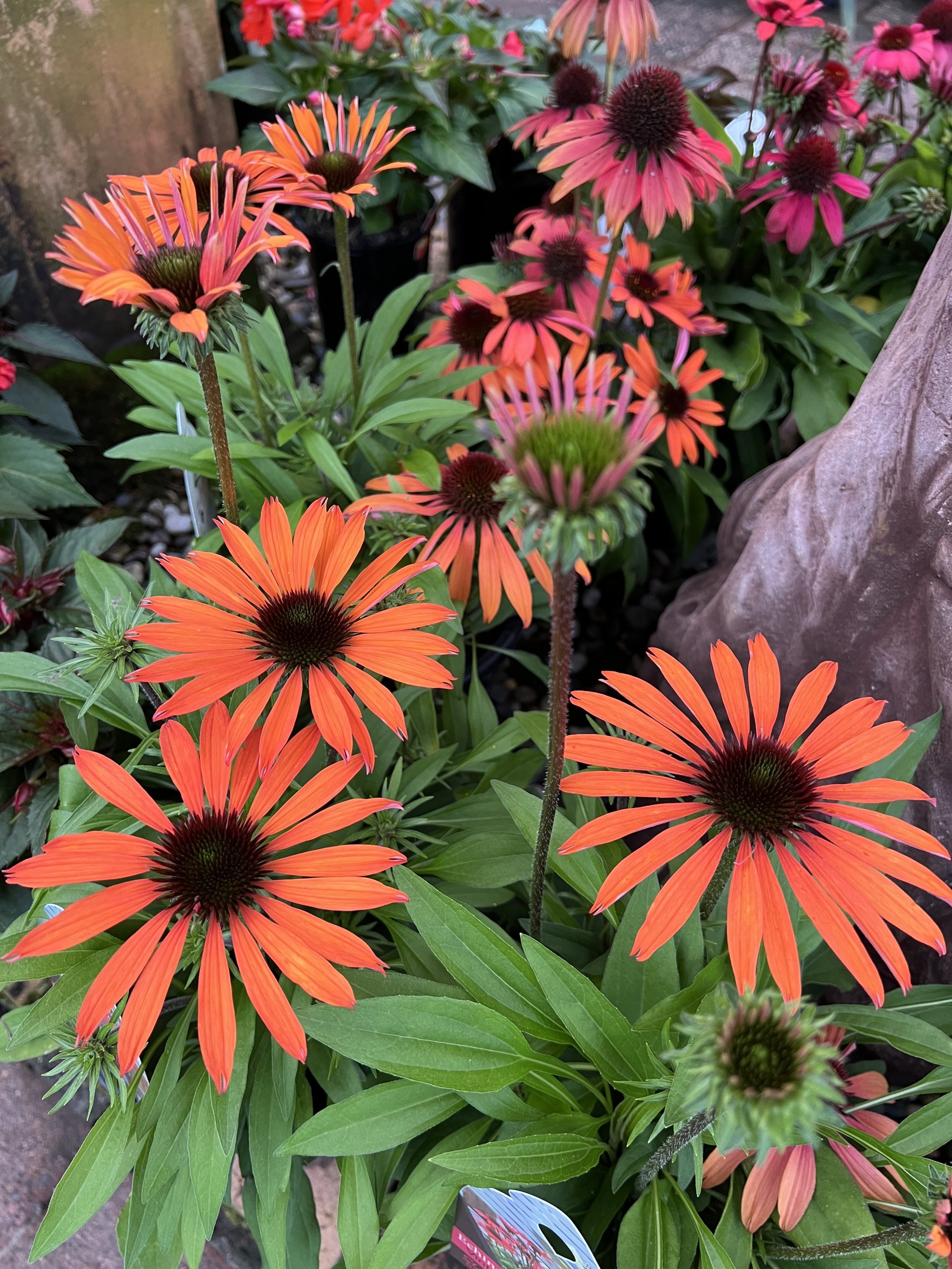 Blooms in Abundance!