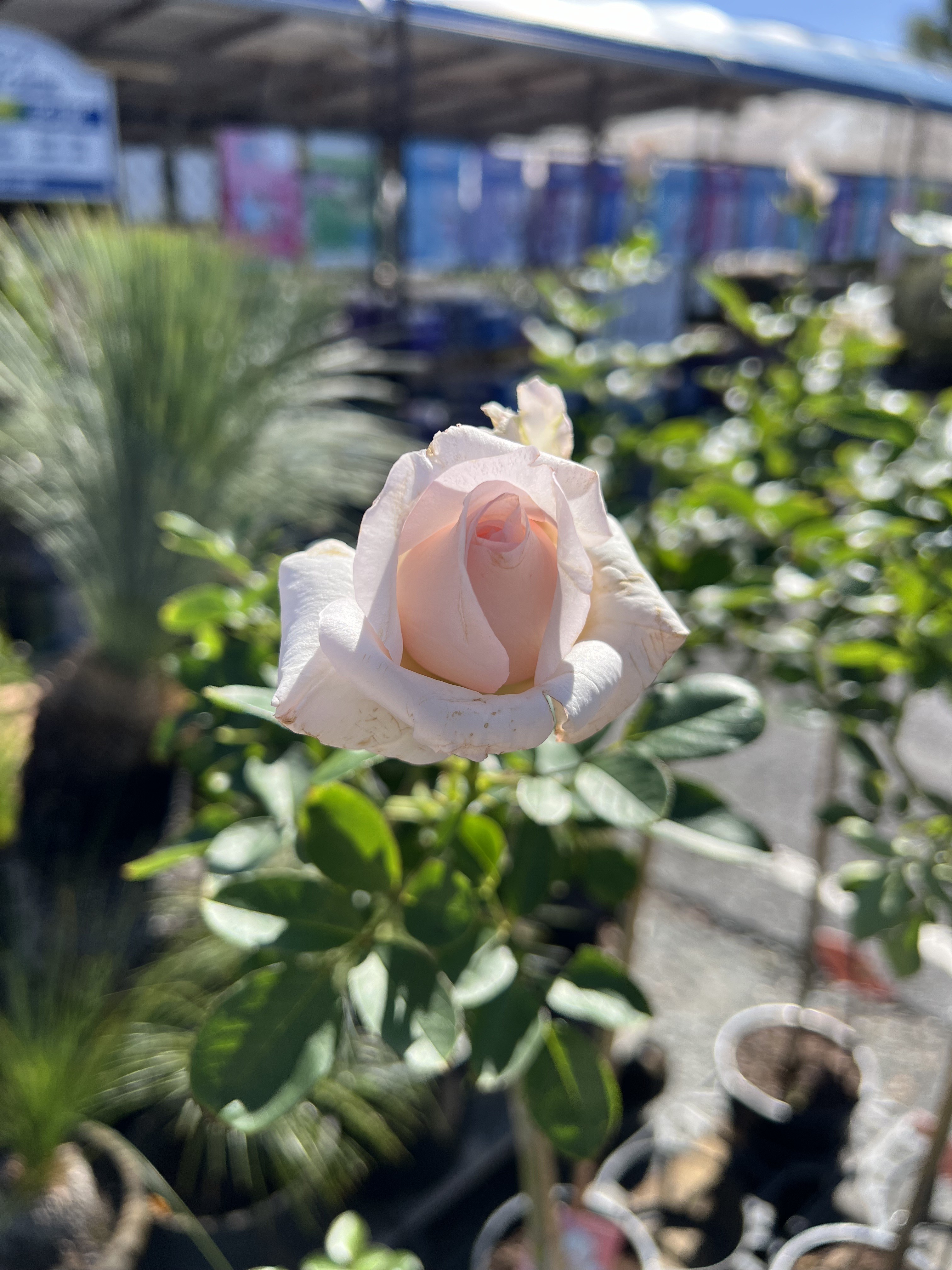 Roses for all!