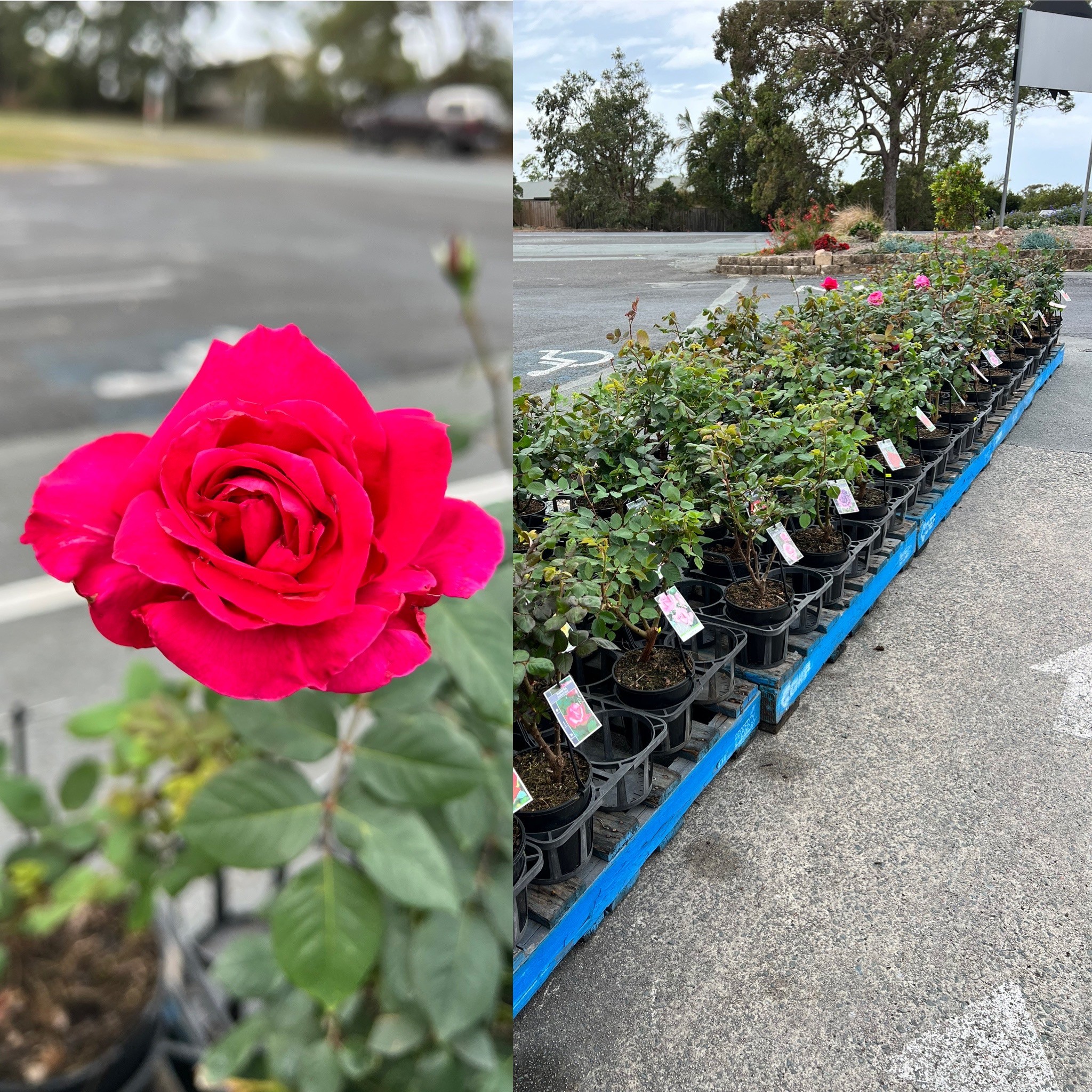 Roses galore