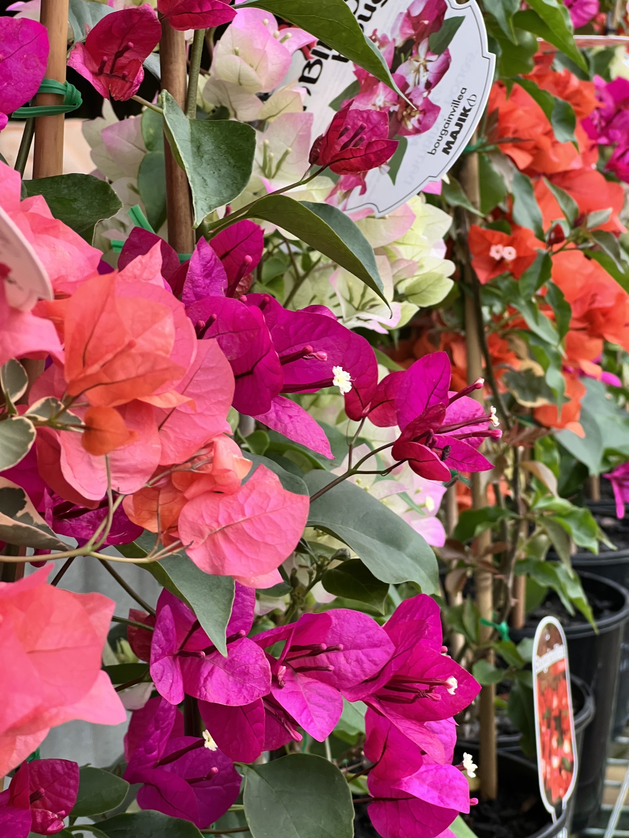 Exploding with colour!