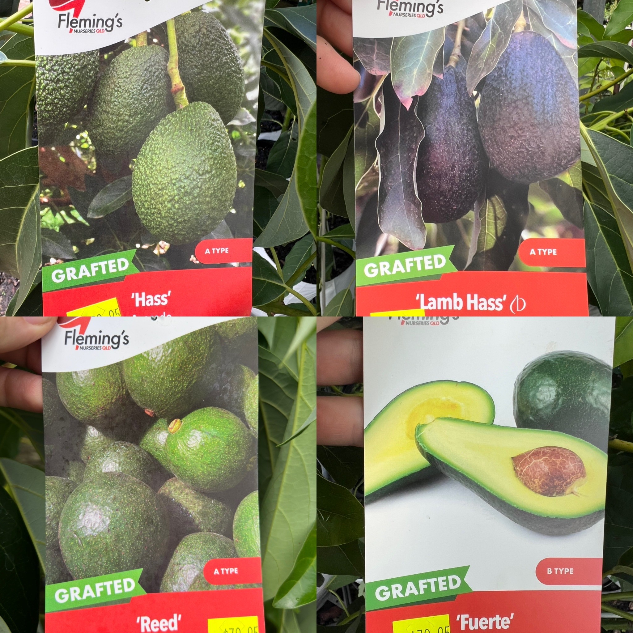 Avocados are back!