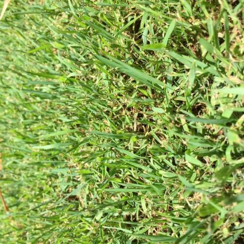 Lawn grubs are on the way.